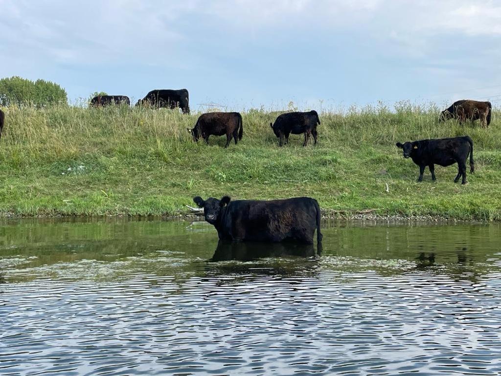Ons Maashuisje Maaseik Bagian luar foto